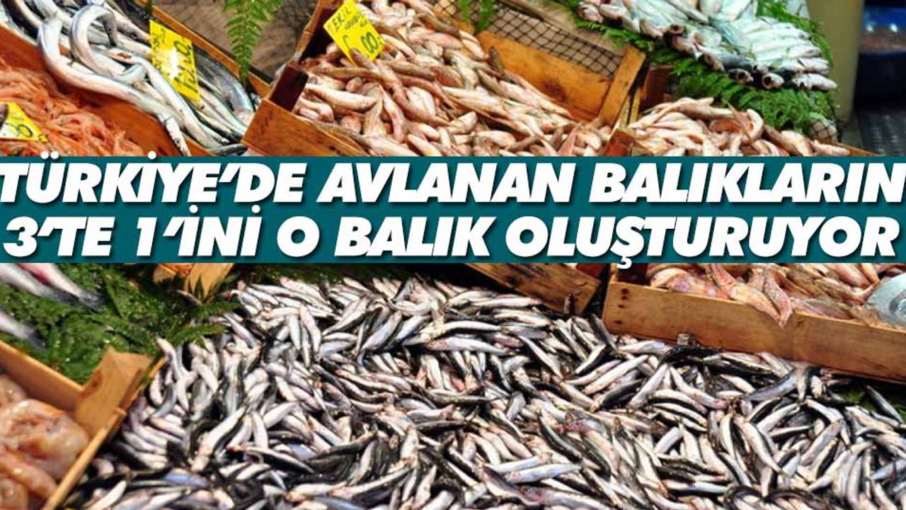 Karadeniz'in En Fazla Avlanan Balığı