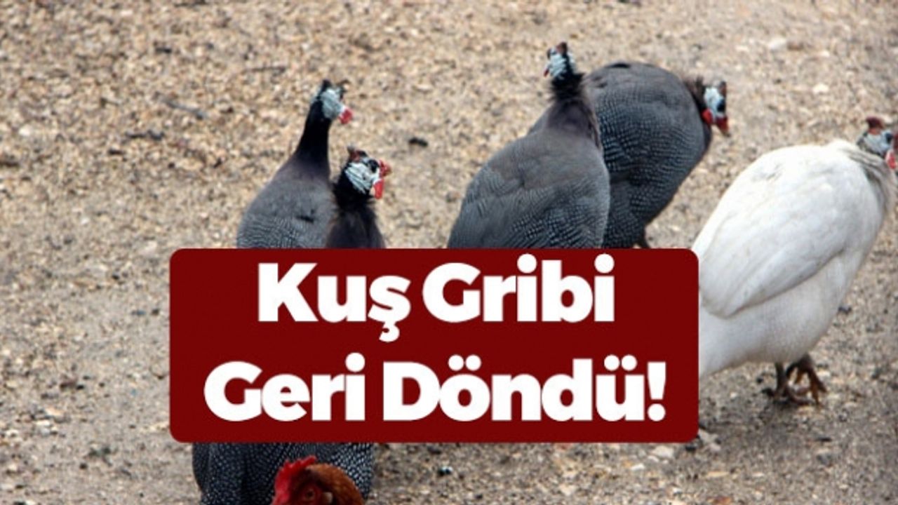 Bursa’da Kuş Gribi İhtimali Korkuttu