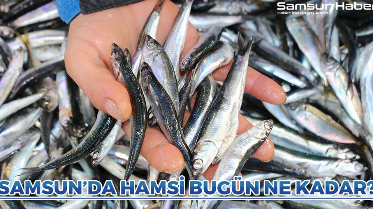 Samsun'da Hamsi Bugün Ne Kadar?