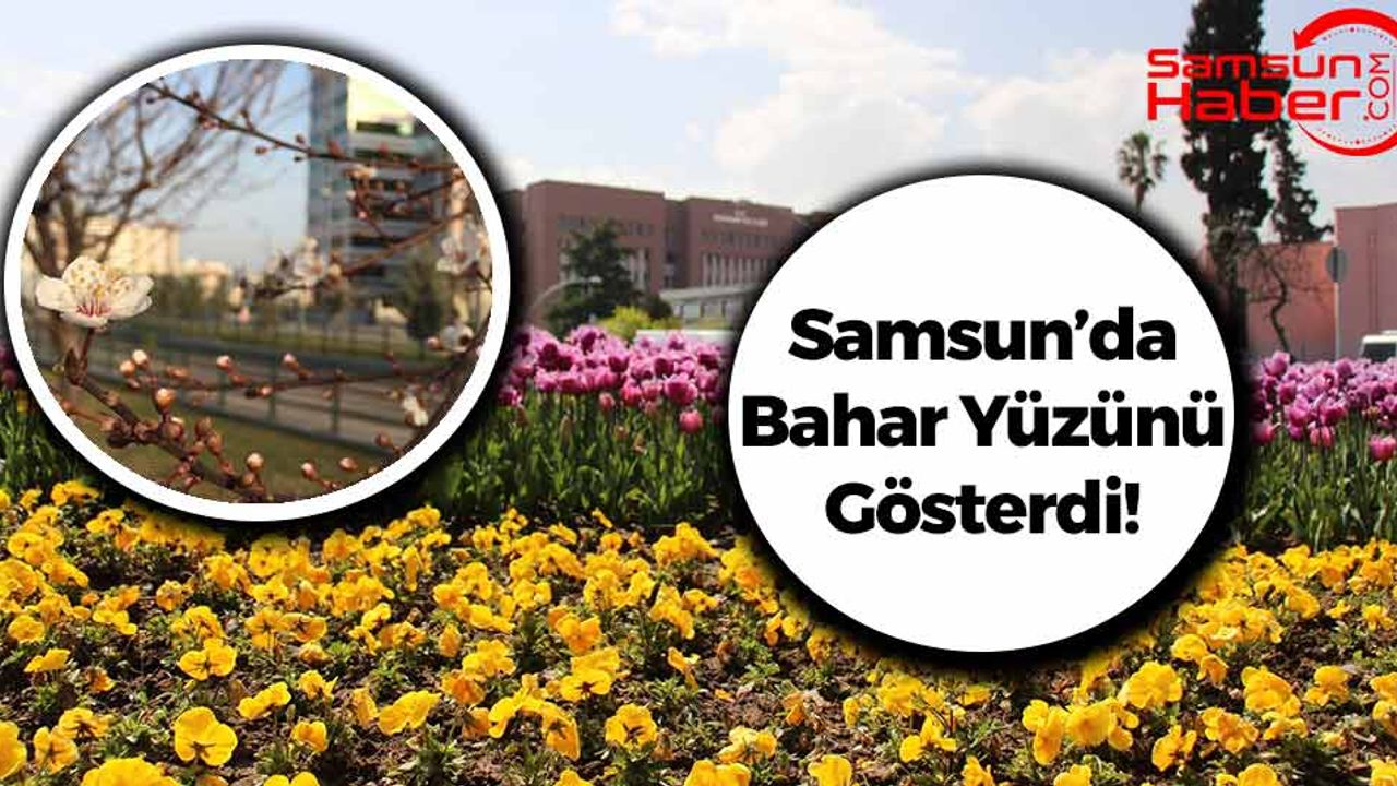Samsun'da Güneş Yüzünü Gösterdi, Ağaçlar Çiçek Açtı