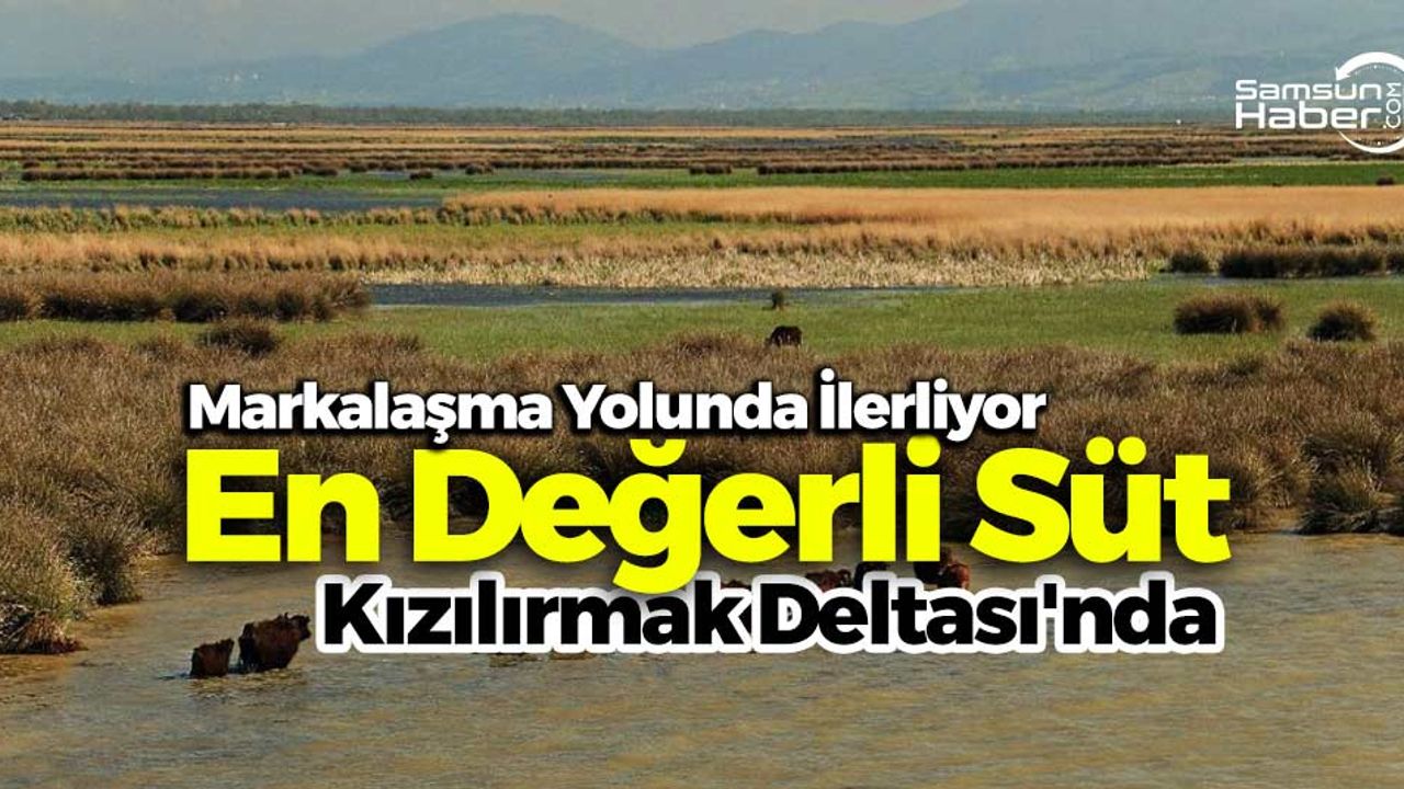 En Değerli Süt Kızılırmak Deltası'nda