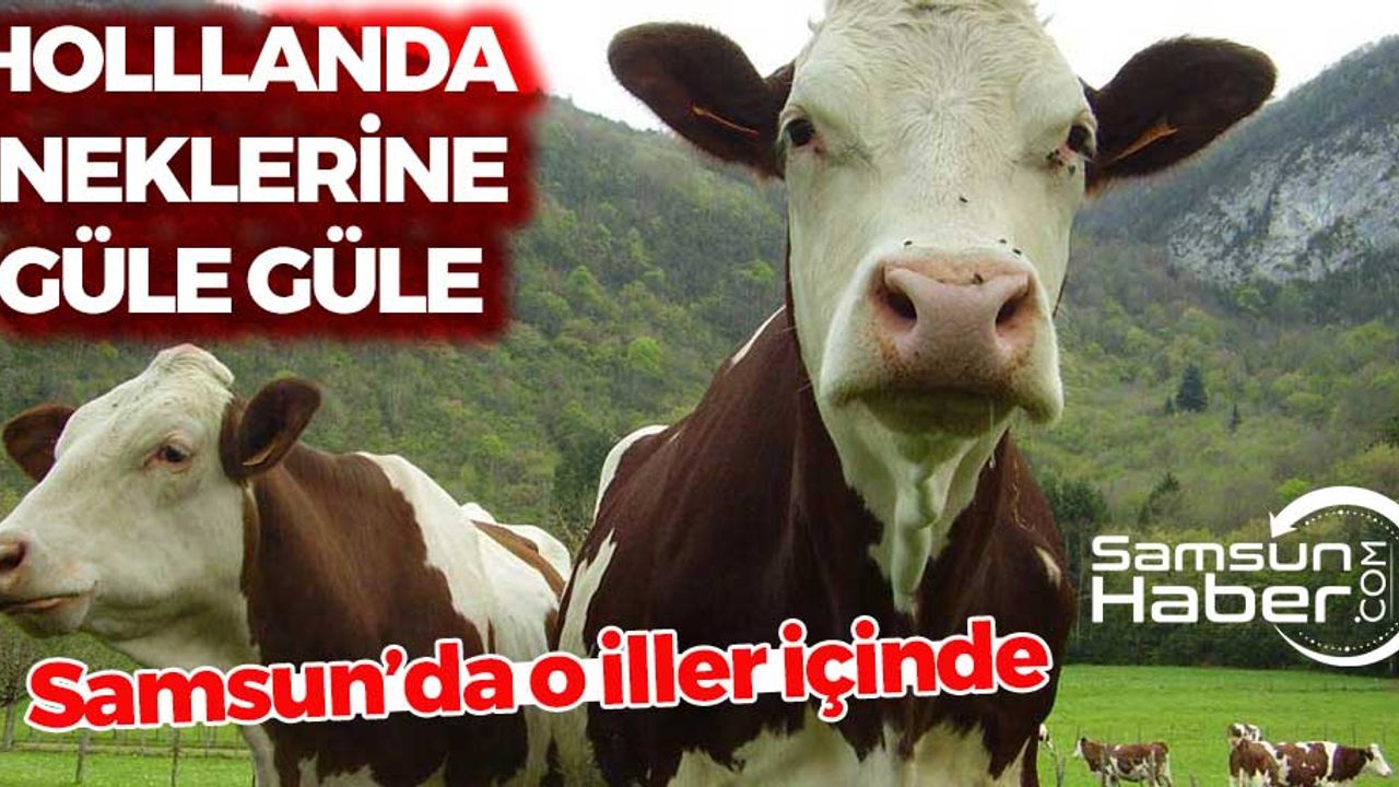 Hollanda İneklerine Veto! Karar Samsun'a Yaradı