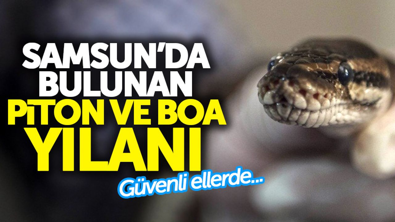 Samsun'da bulunan piton ve boa yılanı Gaziantep'te