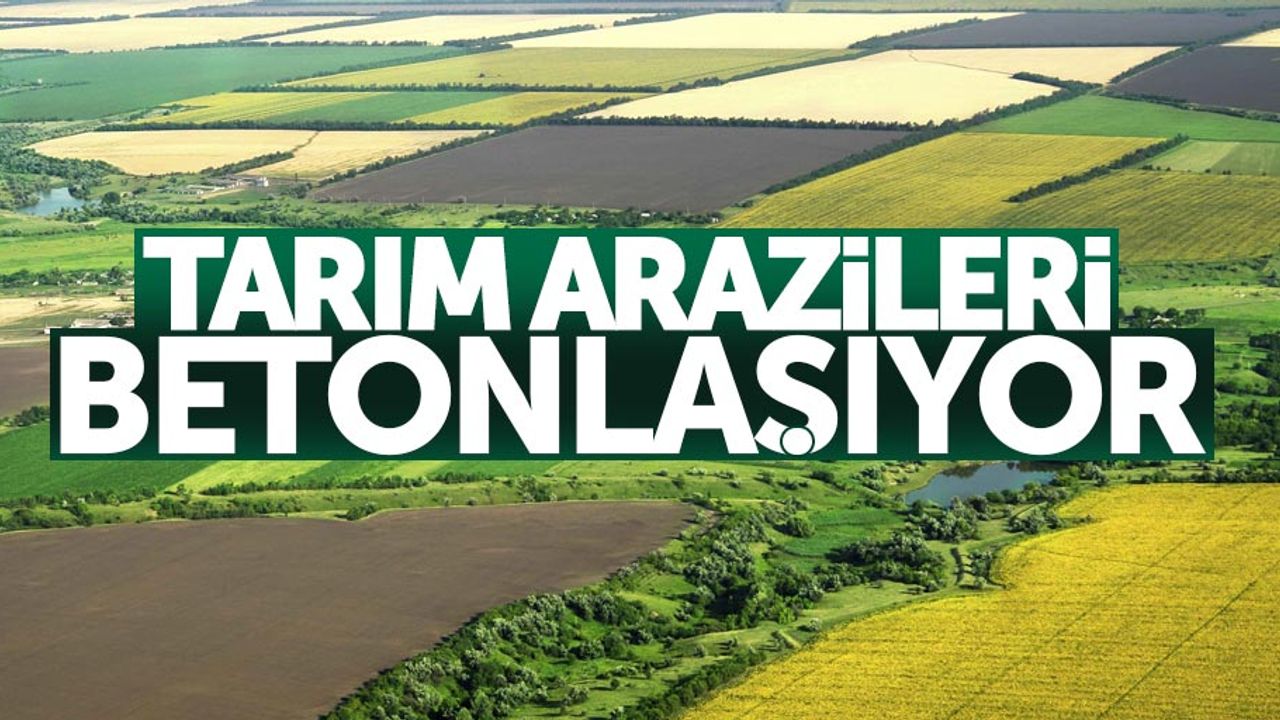 Samsun'da tarım alanları betonlaşıyor
