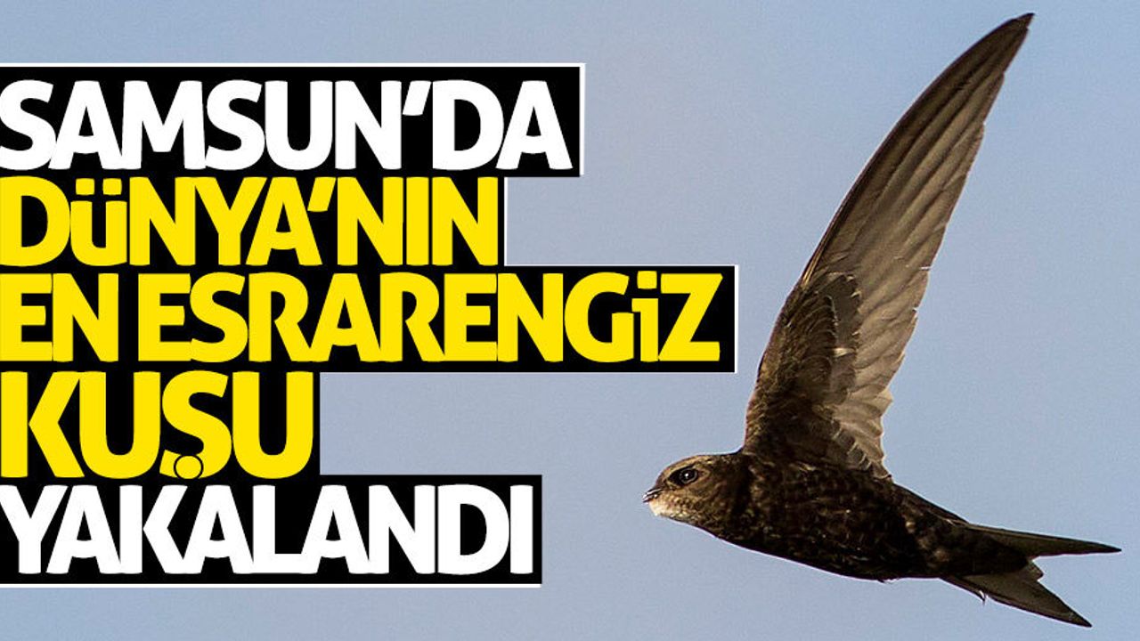 Samsun'da dünyanın en esrarengiz kuşu yakalandı