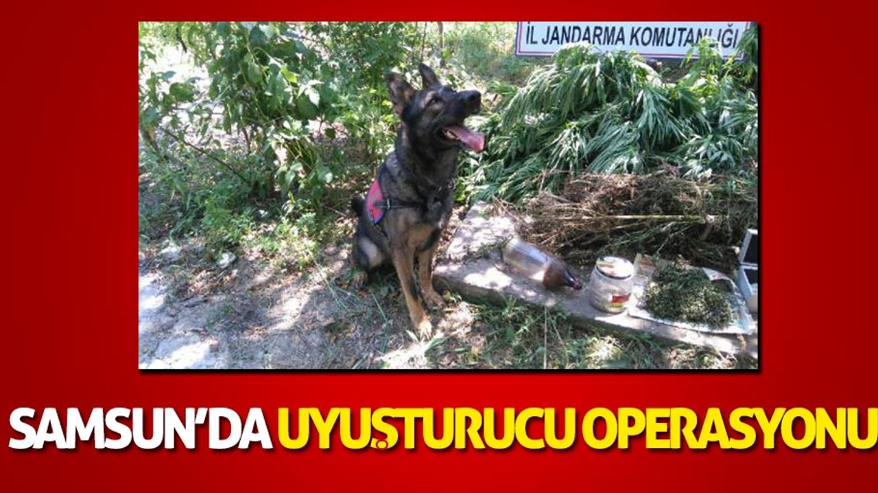 Samsun'da uyuşturucu operasyonu: 1 gözaltı