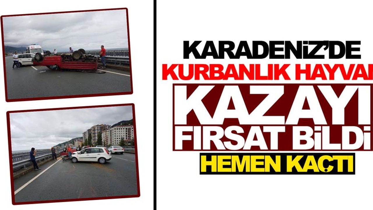 Araç sürücüsü kaza yaptı kurbanlık hayvan kaçtı