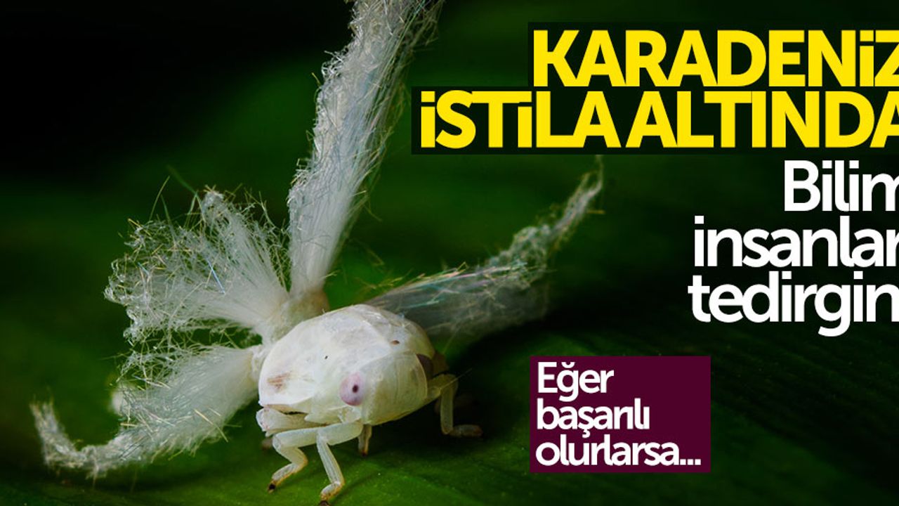Karadeniz istila altında: Bilim insanları tedirgin