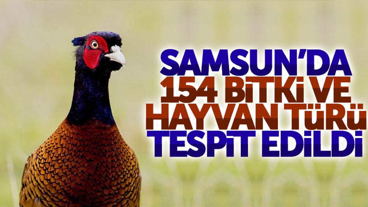 İşte yeni tespit edilen hayvan ve bitki türleri