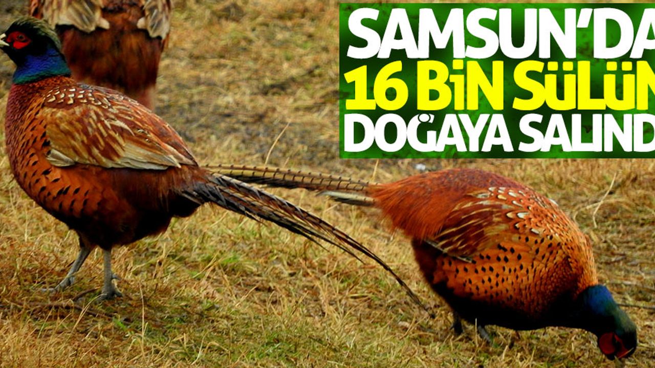 Samsun'da 16 bin sülün doğaya salındı
