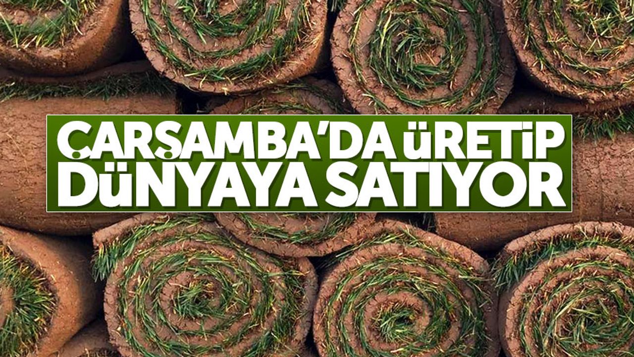 Çarşamba'dan dünyaya çim ihraç ediyor