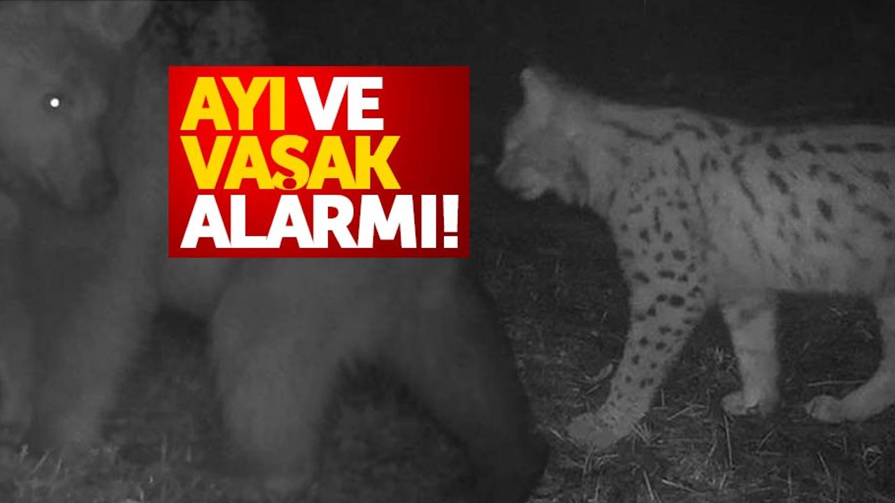 Karadeniz'de ayı ve vaşak alarmı