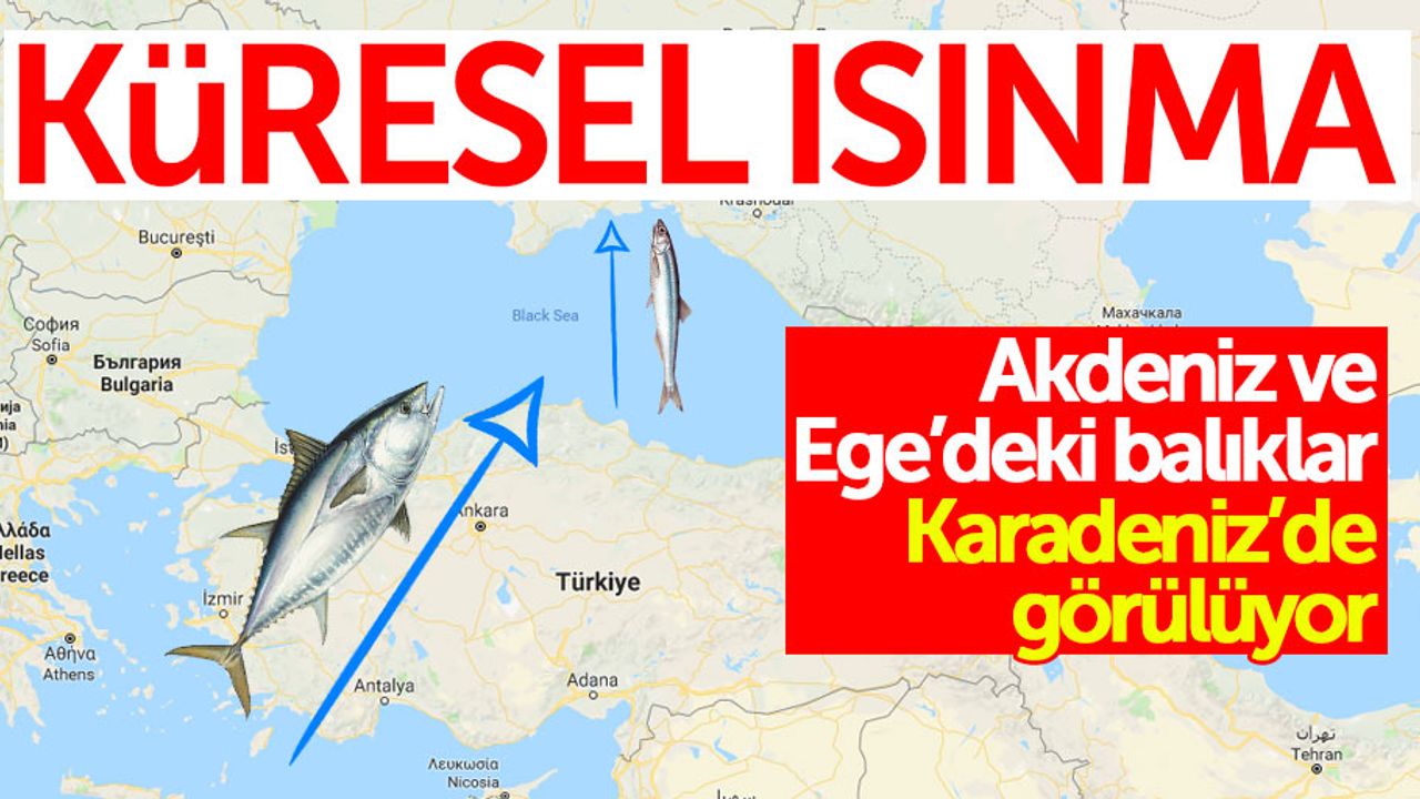 Küresel Isınma: Karadeniz'de balık türleri değişiyor