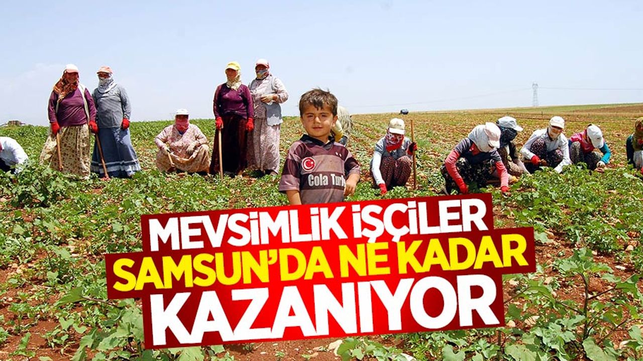 Samsun'da mevsimlik işçilere ne kadar ücret veriliyor