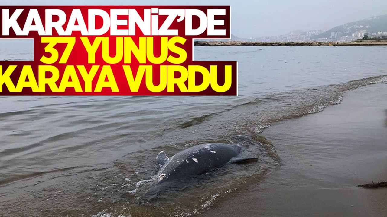 Karadeniz'de 37 yunus karaya vurdu