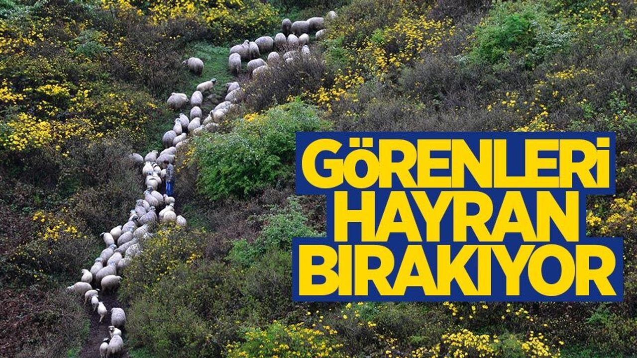 Yalın Yaylası görenleri hayran bırakıyor