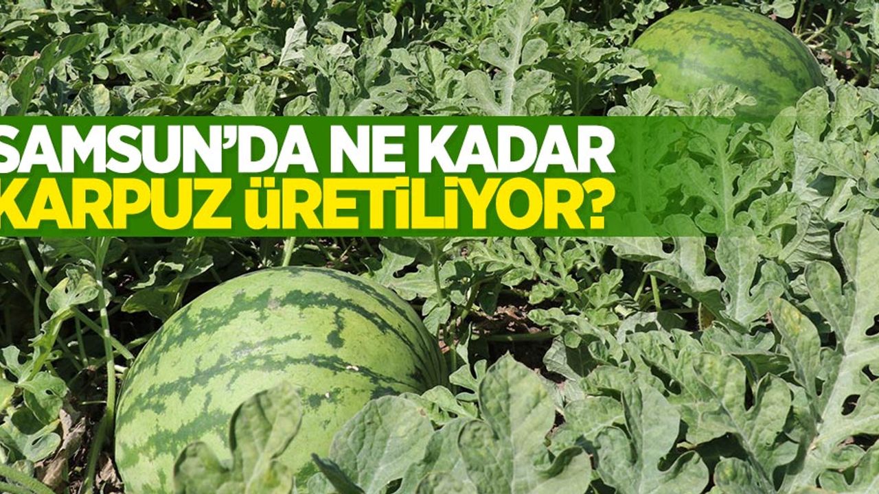 Samsun'da ne kadar karpuz üretildi