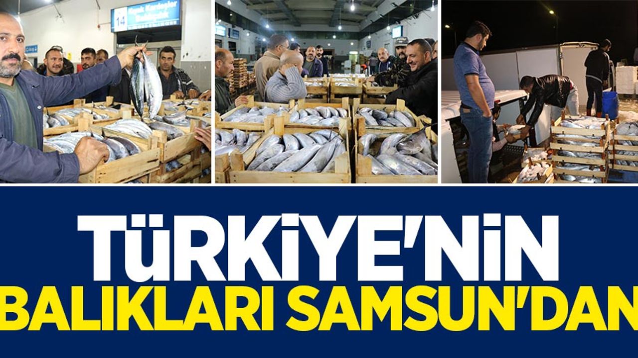 Samsun Türkiye'nin palamut ihtiyacını karşılıyor