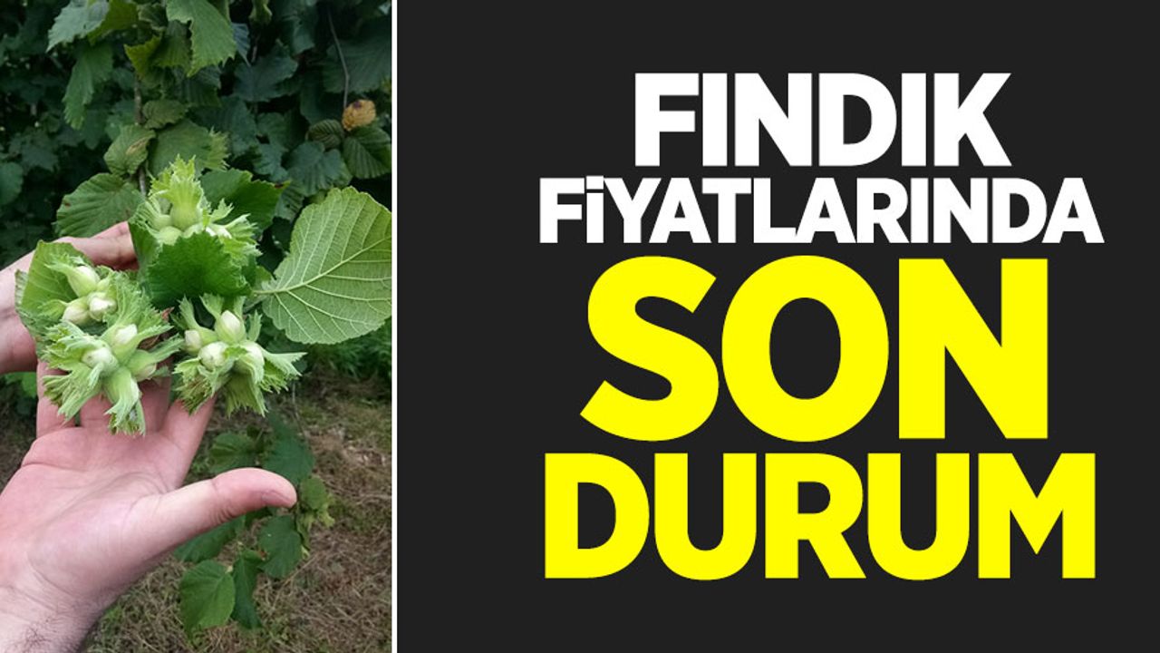 Fındık fiyatlarında son durum! Artış yaşanacak mı?