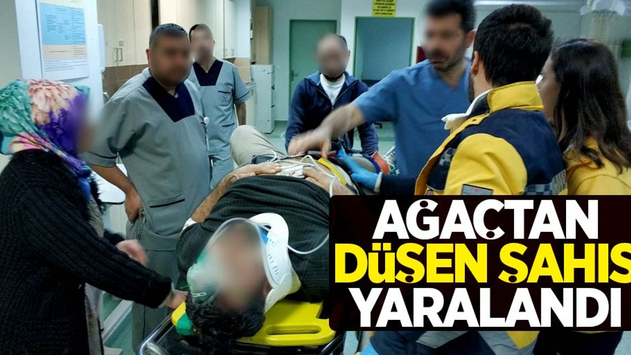 Samsun'da ağaçtan düşen şahıs hastanelik oldu