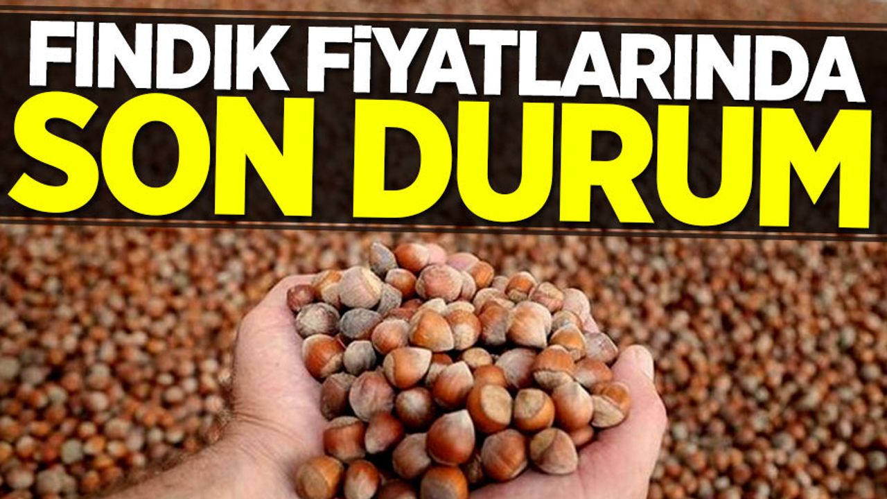 Fındığın kilosu kaç lira!? Güncel fındık fiyatları