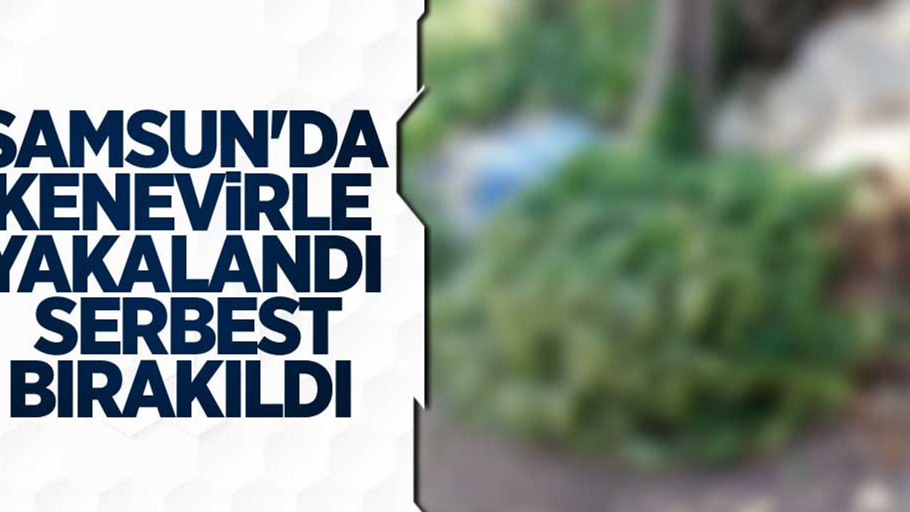 Samsun'da kenevirle yakalandı serbest kaldı