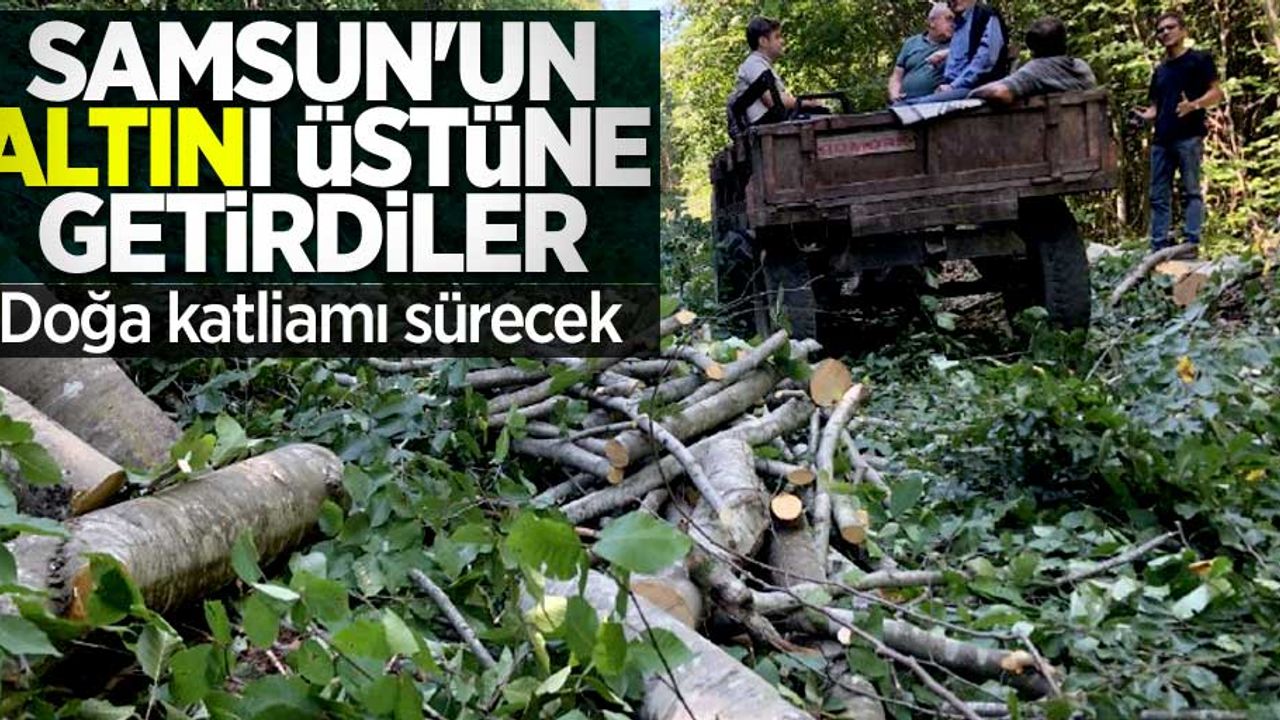 Samsun'un ALTINI üstüne getirdiler! Doğa katliamı devam edecek