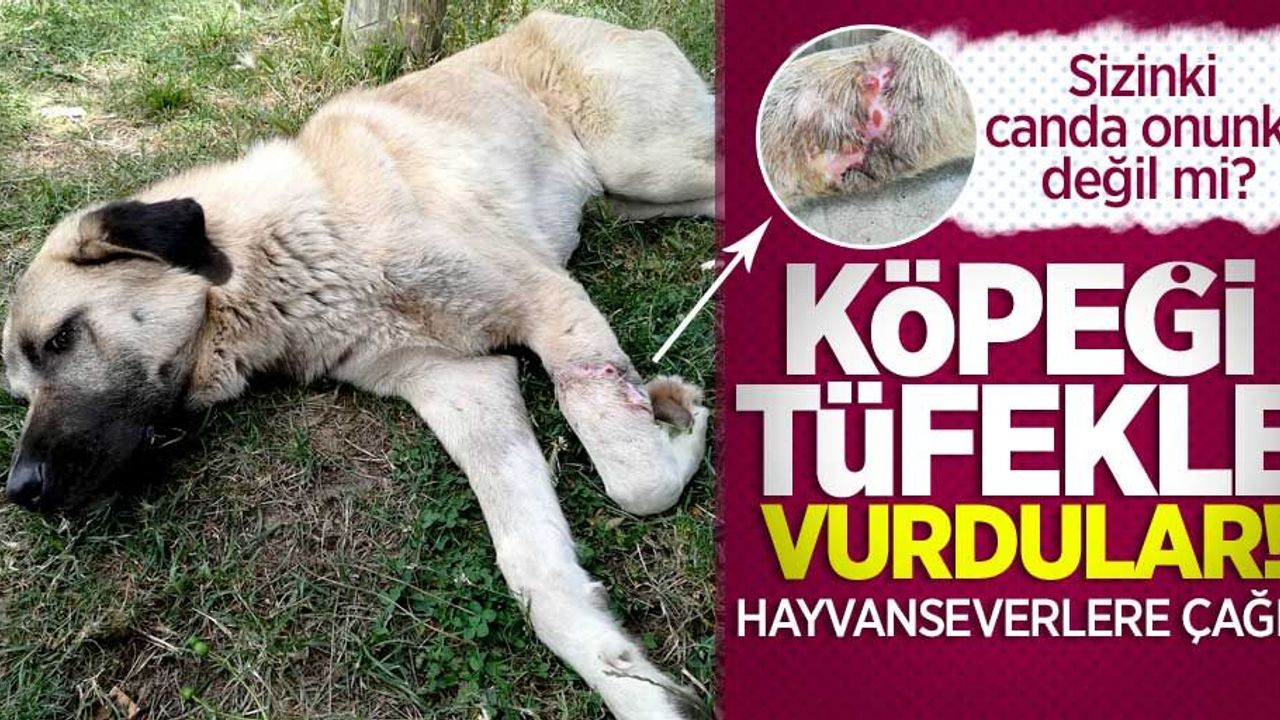 Sizinki canda onunki değil mi? Köpeği tüfekle vurdular! Hayvanseverlere çağrı