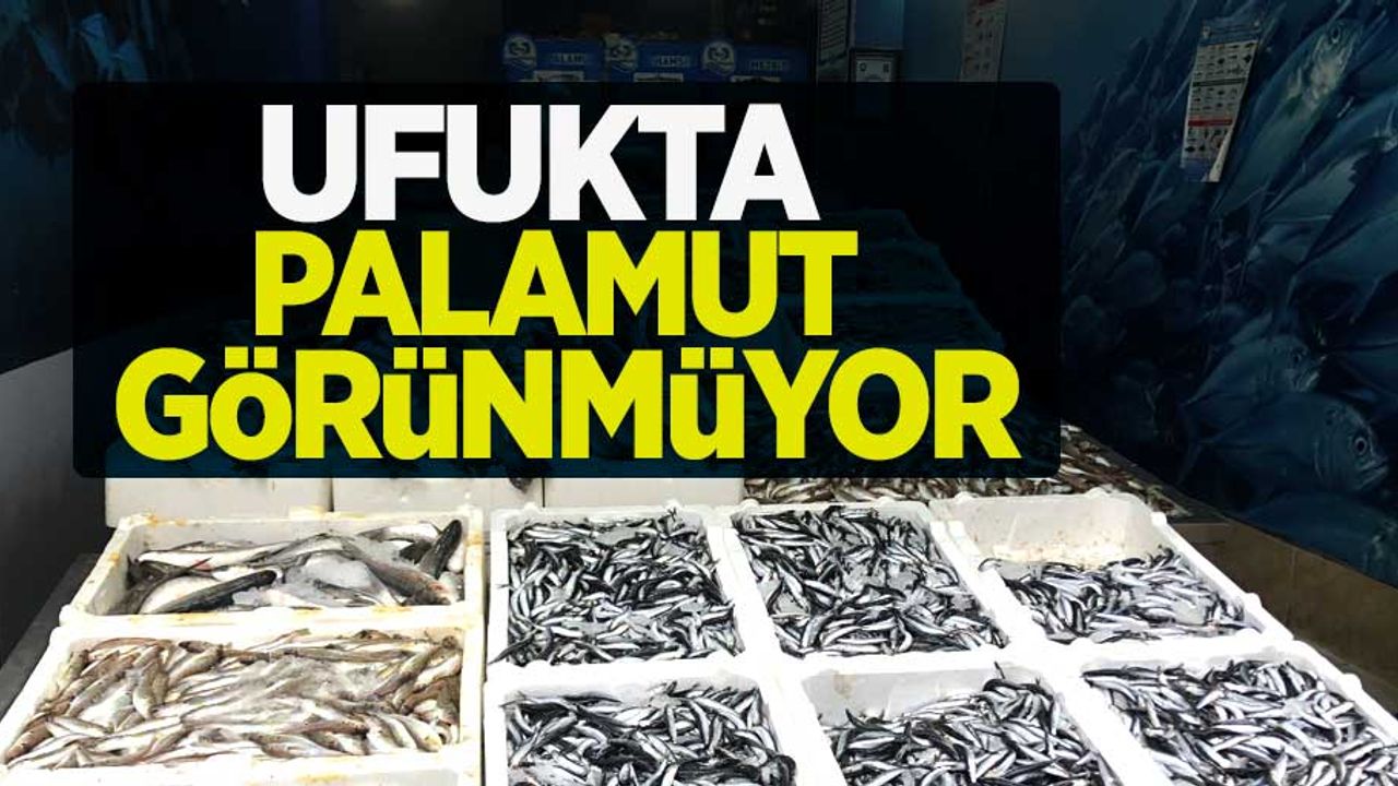 Karadeniz balıkçıları açıkladı : Palamut balığı bu yıl maalesef yok