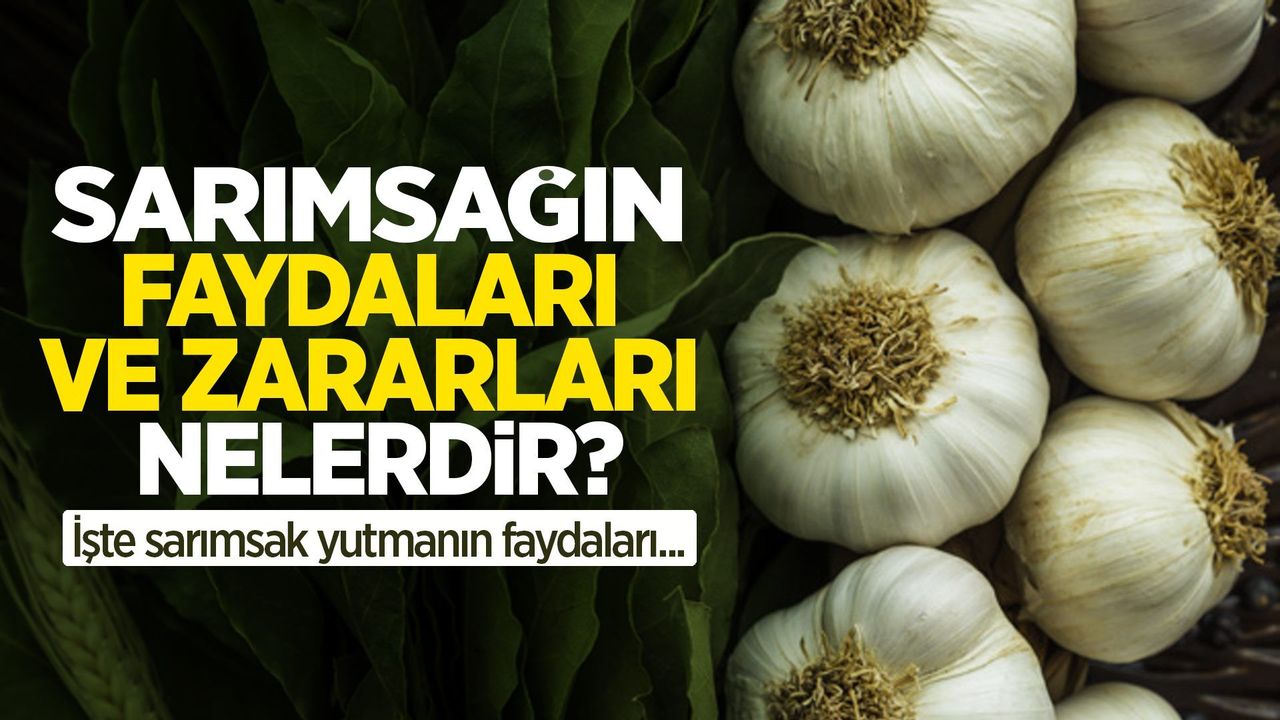 Sarımsağın faydaları ve zararları nelerdir? İşte sarımsak yutmanın faydaları...