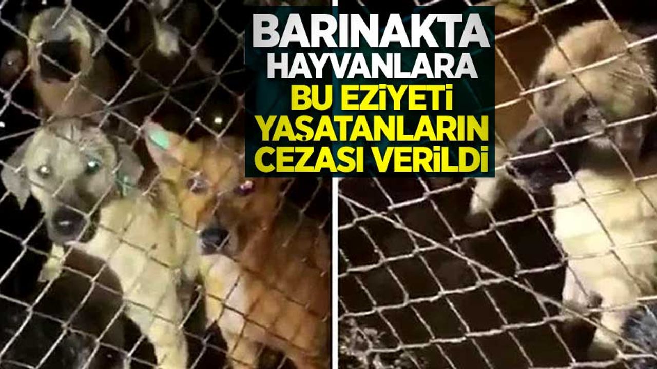 Barınakta hayvanlara eziyet yaşatanların cezası verildi