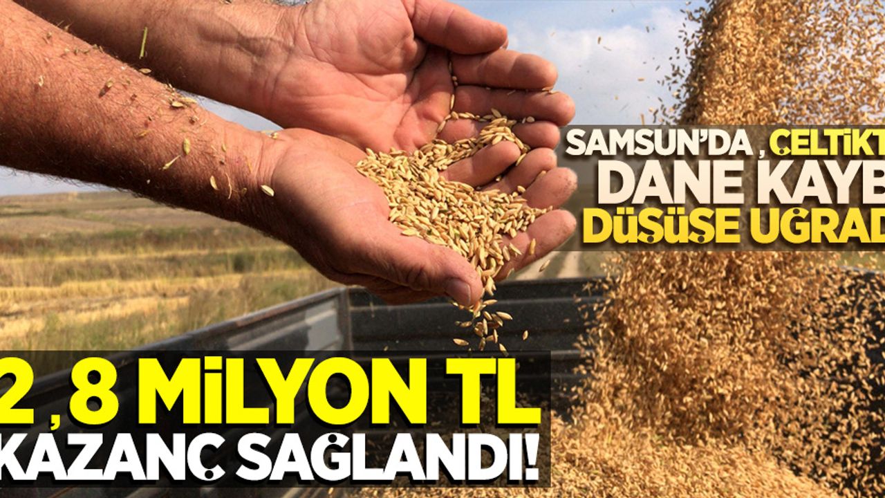 Samsun'da çeltikte dane kaybı düşüşe uğradı: 2,8 milyon TL kazanç sağlandı!