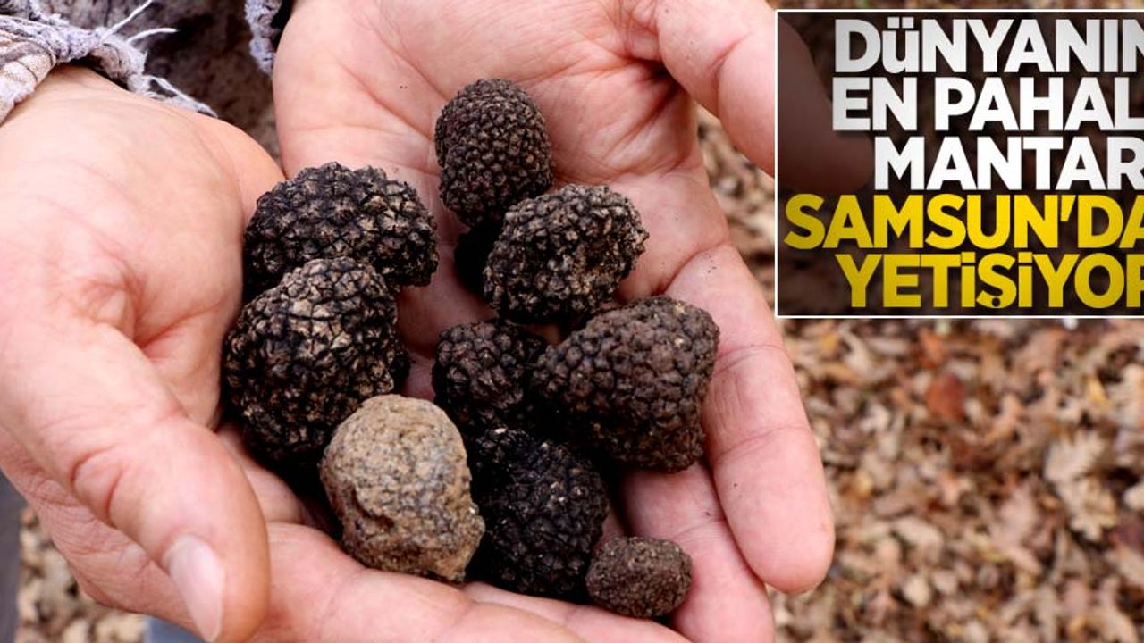 Dünyanın en pahalı mantarı Samsun'da yetişiyor