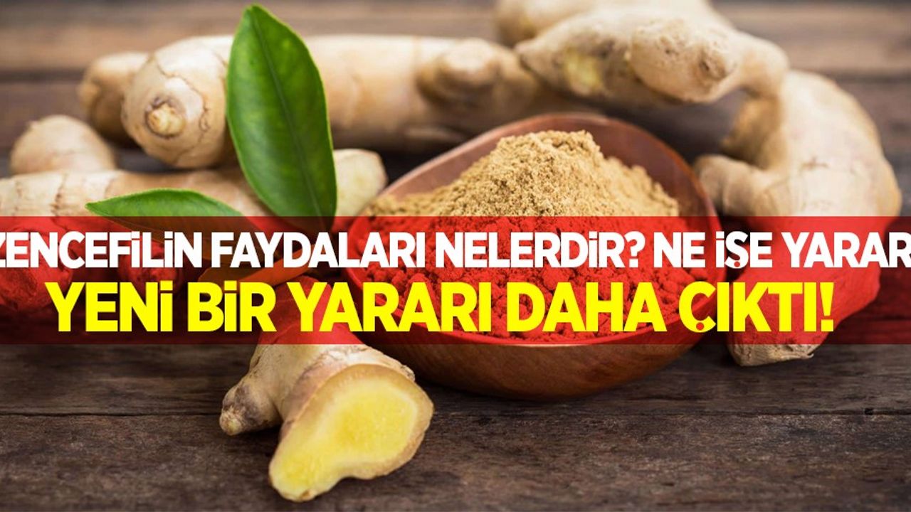 Zencefilin faydaları nelerdir? Ne işe yarar? Yeni bir yararı daha ortaya çıktı!