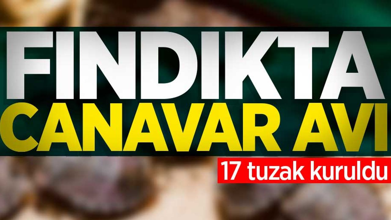 Fındıkta canavar avı! 17 tuzak kuruldu