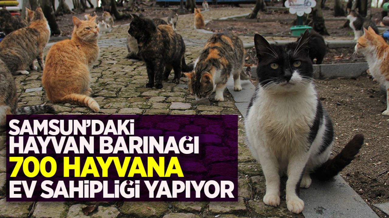 Samsun'daki hayvan barınağı 700 hayvana ev sahipliği yapıyor