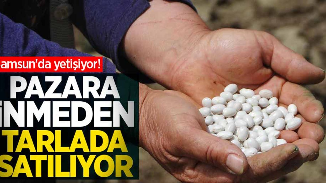 Samsun'da yetişiyor! Pazara inmeden satılıyor