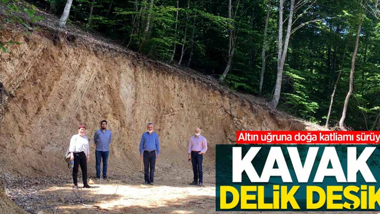 Altın uğruna doğa katliamı sürüyor! Kavak delik deşik