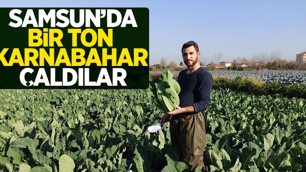 Samsun'da 1 ton karnabahar çaldılar