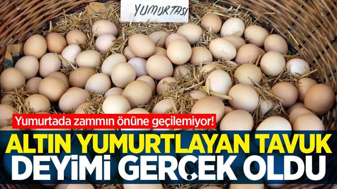Yumurtada zammın önüne geçilemiyor! "Altın yumurtlayan tavuk" deyimi gerçek oldu