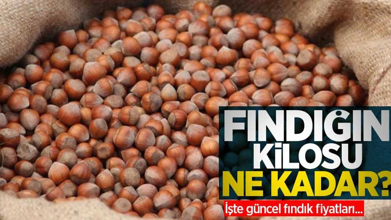 Fındığın kilosu ne kadar? İşte 11 Mart Perşembe Güncel Fındık Fiyatları...