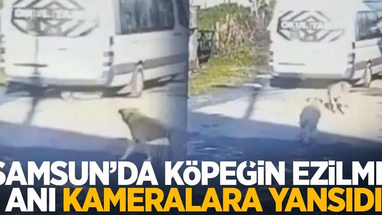 Samsun'da köpeğin ezilme anı kameralara yansıdı