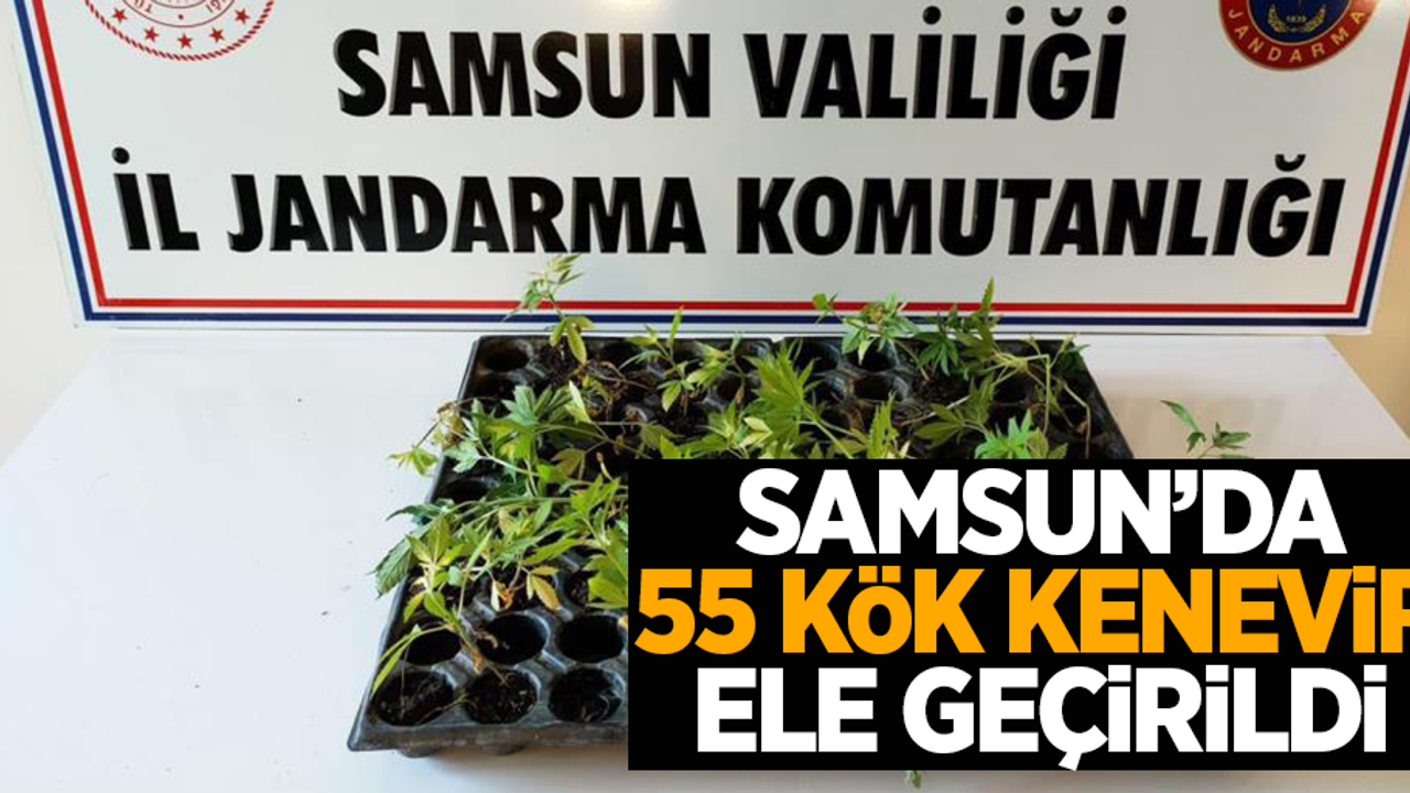 Samsun'da 55 kök kenevir ele geçirildi