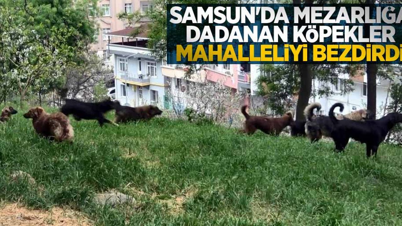 Samsun'da mezarlığa dadanan köpekler mahalleliyi bezdirdi