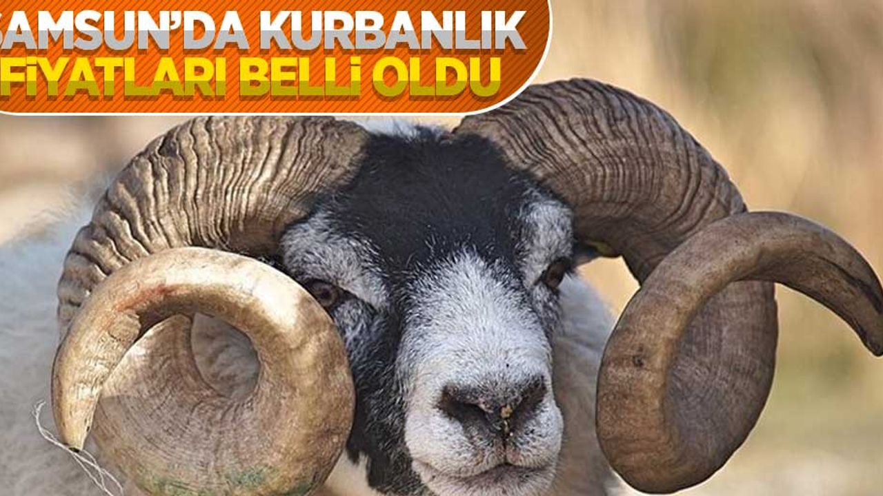 Samsun'da kurbanlık fiyatları belli oldu