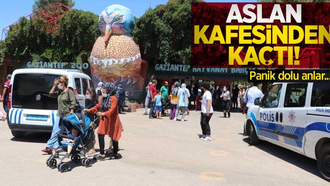 Aslan kafesinden kaçtı! Panik dolu anlar...