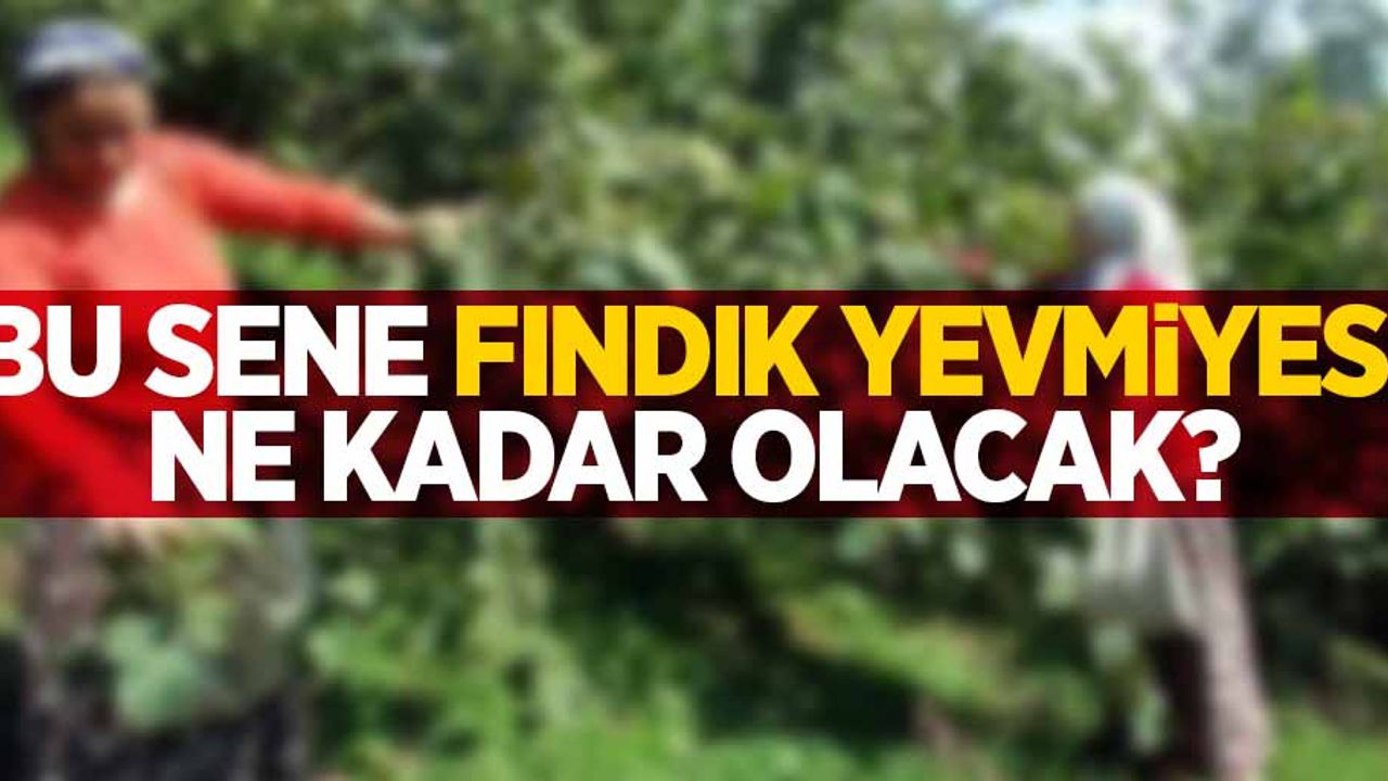 Bu sene fındık yevmiyesi ne kadar olacak? 