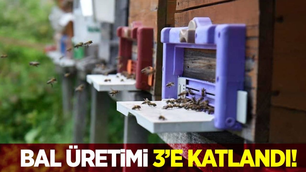 Kafkas ana arıları ilçedeki bal üretimini 3'e katladı