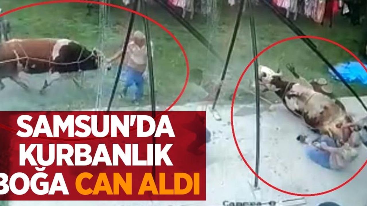 Samsun'da kurbanlık boğa can aldı