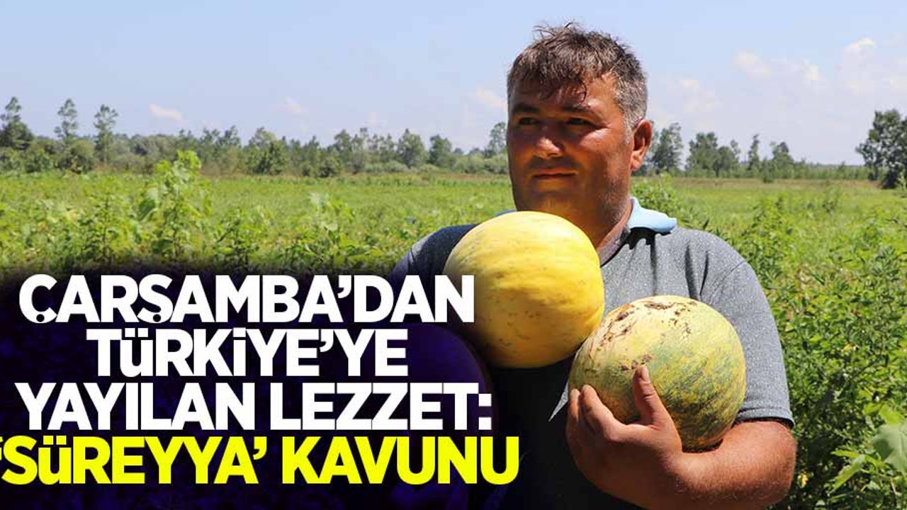 Çarşamba'dan Türkiye'ye yayılan lezzet: 'Süreyya' kavunu 
